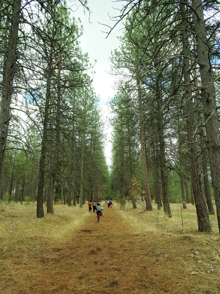 https://windsongschool.org/wp-content/uploads/2025/02/2nd-class-walking-in-trees.jpg